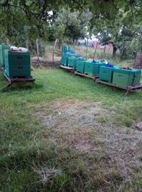 Bienenstand im eigenen Garten